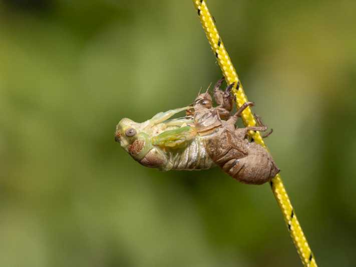 Emerging Cicada 009.jpg